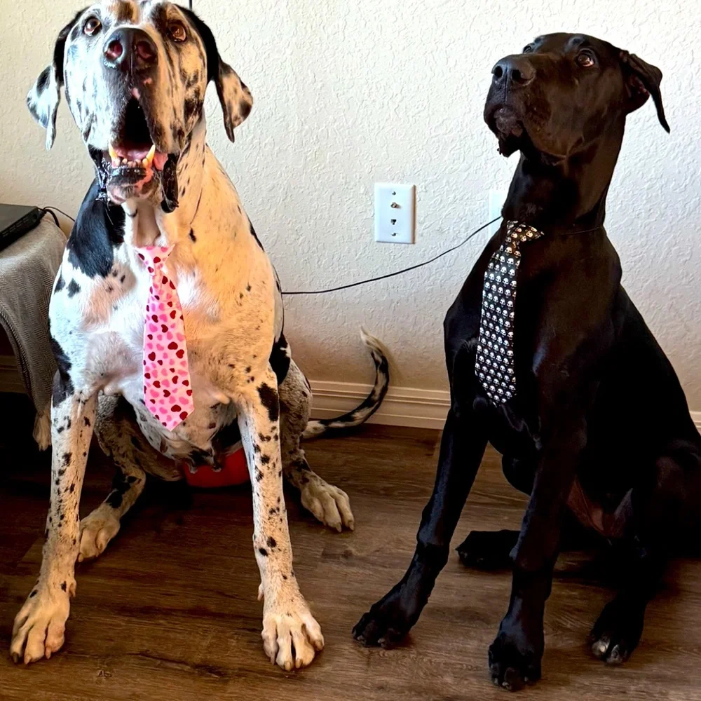 Tie Pet accessory 2 ties on a 10” stretchable elastic cord